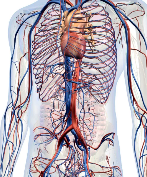 Atención integral de problemas cardíacos en la CDMX
